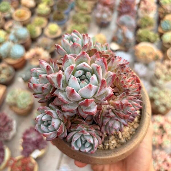 337.Echeveria ‘Blue Bird’ f. cristata