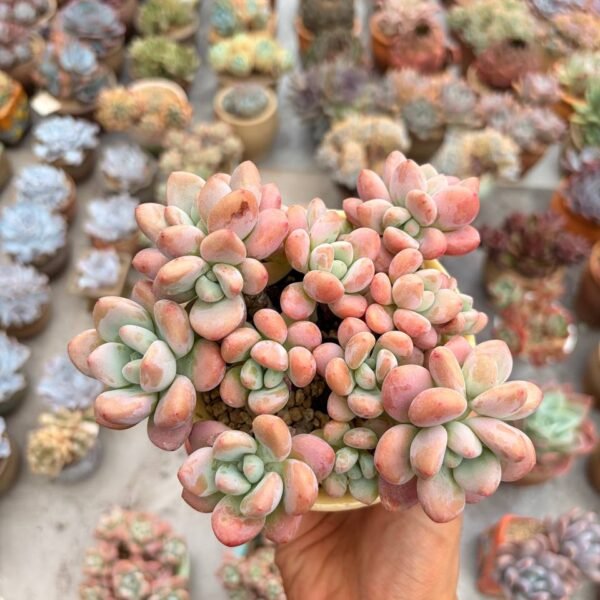 338.Echeveria ‘Luoshen’