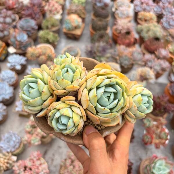 339.Echeveria 'Renjyo