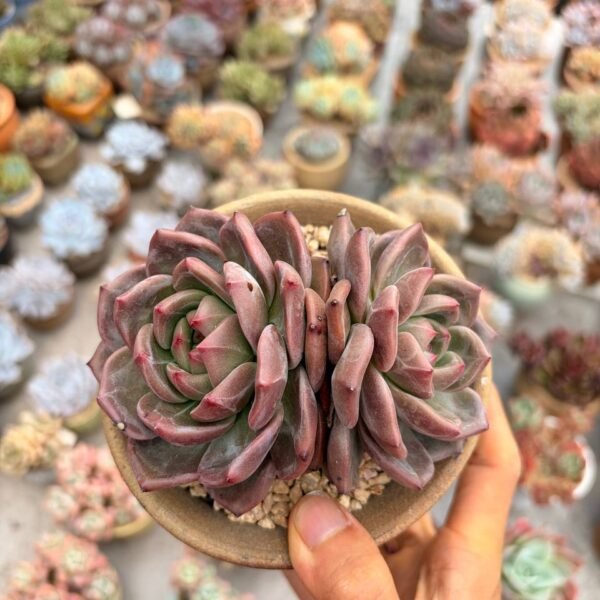 340.Echeveria 'Champagne'
