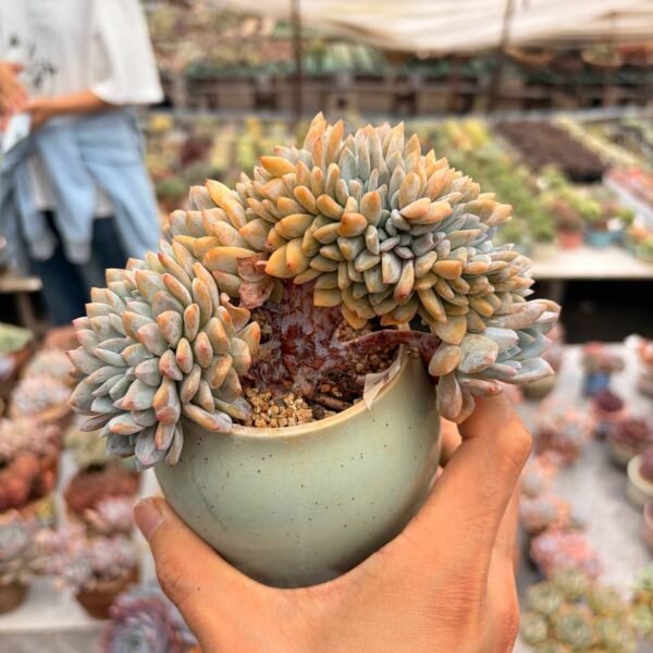 341.Echeveria ‘Dream Snow’ f. cristata