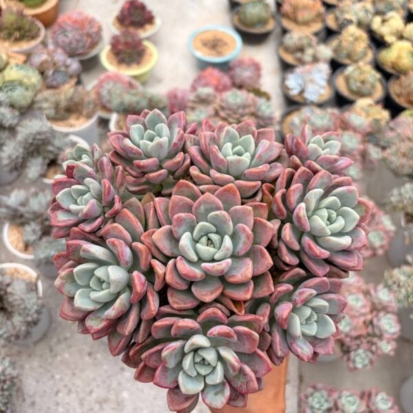 342.Echeveria 'Spotted Deer'