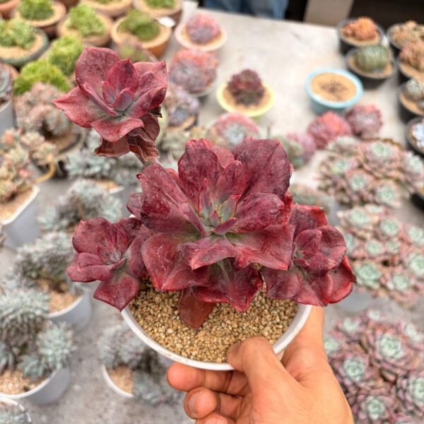 343.Echeveria ‘Diamond’ variegata