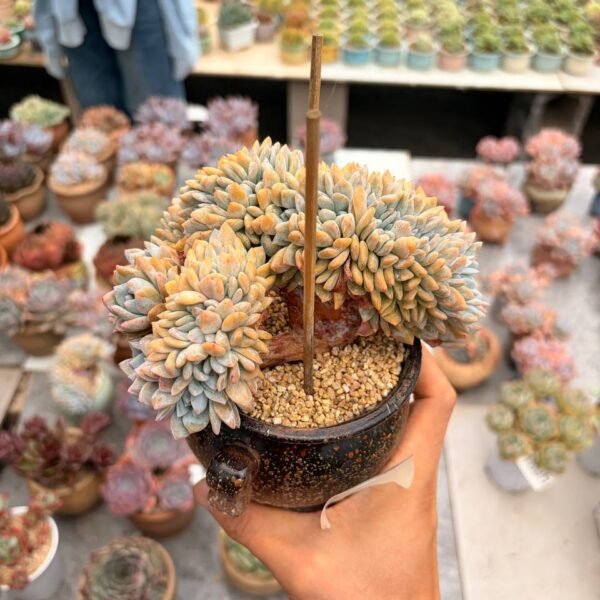 344.Echeveria ‘Dream Snow’ f. cristata
