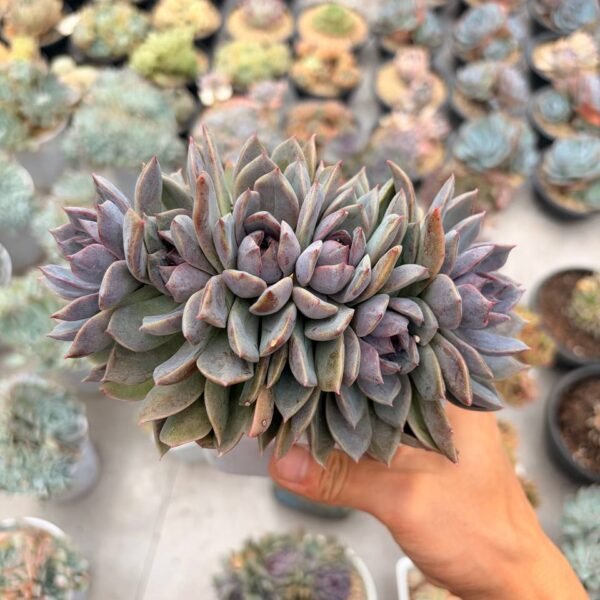 345.Echeveria ‘Fantasy Crystal Duoduo’ f. cristata