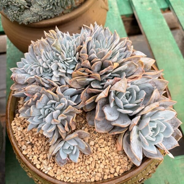 346.Echeveria 'Cream Tea'