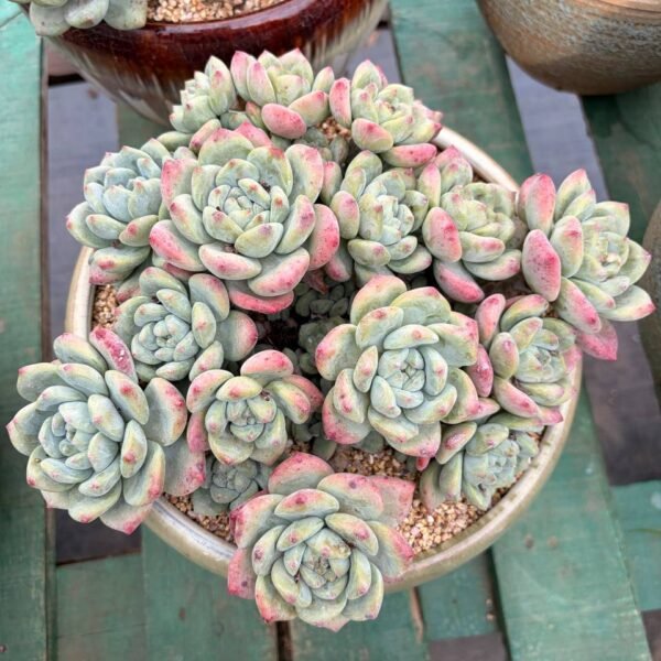 347.Echeveria 'Wangshu