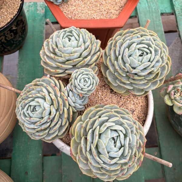 348.Echeveria 'Laolin