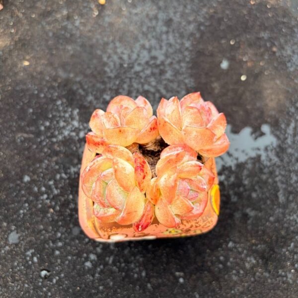 001.Echeveria 'Cute Girly Heart'
