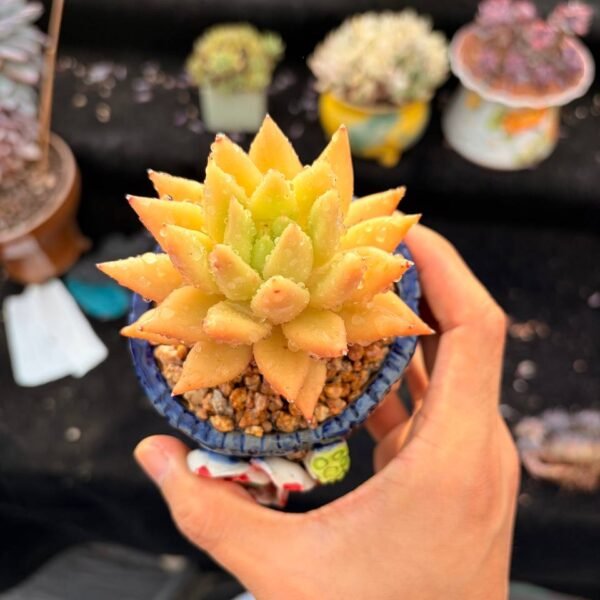 002.Echeveria 'Yellow Michelin'