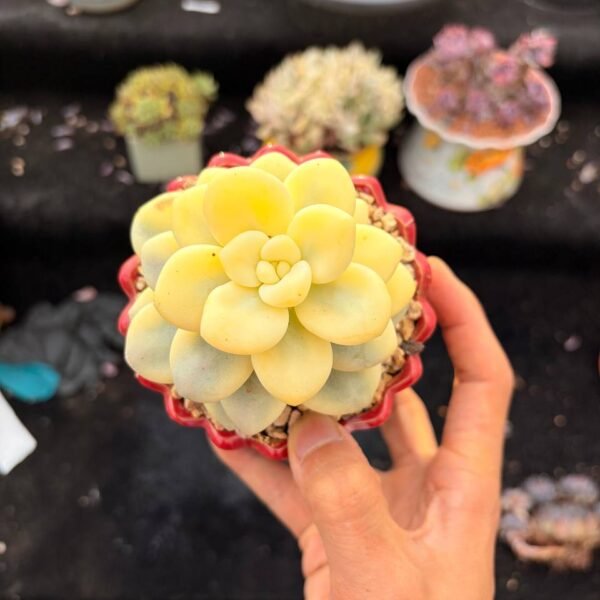 003.× Graptosedum 'Miul' Variegata