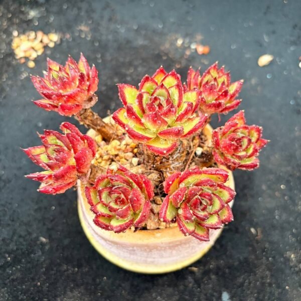 004.Echeveria agavoides