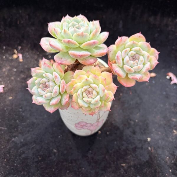 005.Echeveria cv. 'KOHAKU'