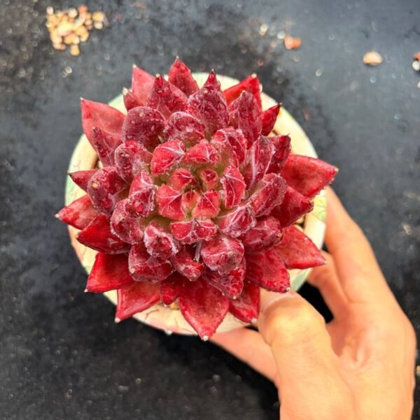 007.Echeveria Devil Soul