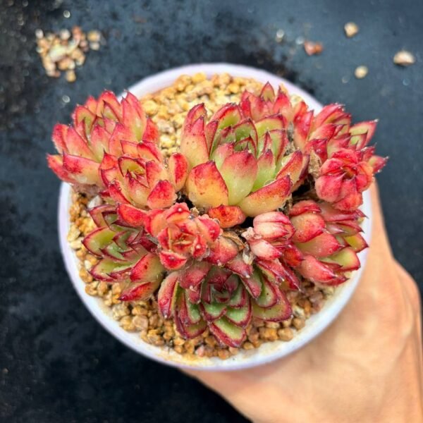 008.Echeveria agavoides