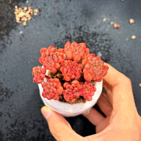 009.Sedeveria 'Pink Ruby'