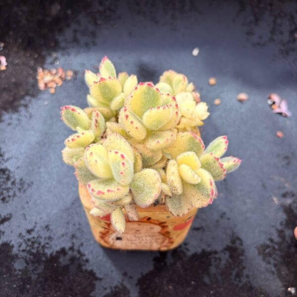 010.Cotyledon tomentosa f. variegata