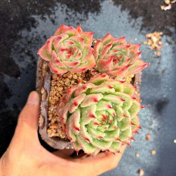 011.Echeveria 'Toscanelli'