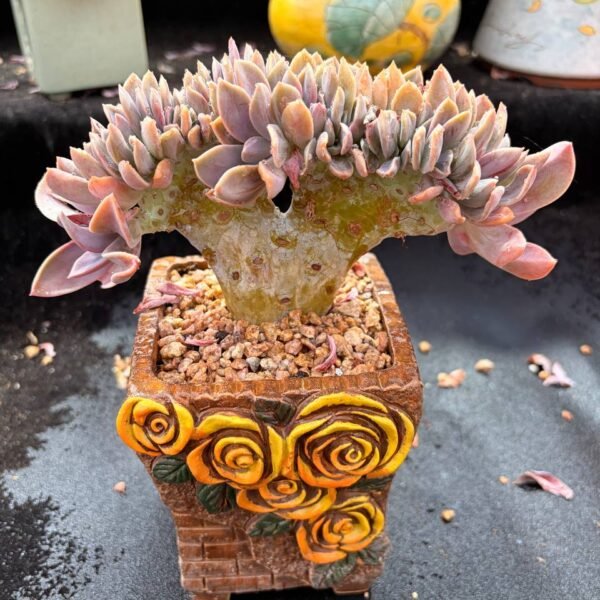 012.Echeveria 'Brown Sugar'