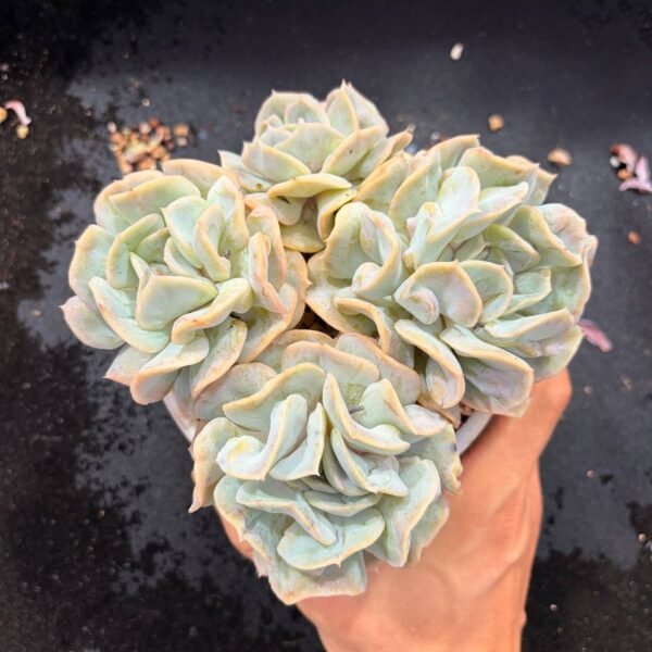 013.Echeveria 'Yun Yao'
