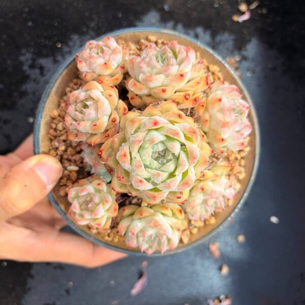 014.Echeveria elegans