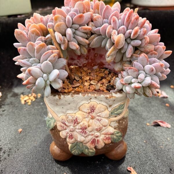 015.Echeveria 'Fentu'