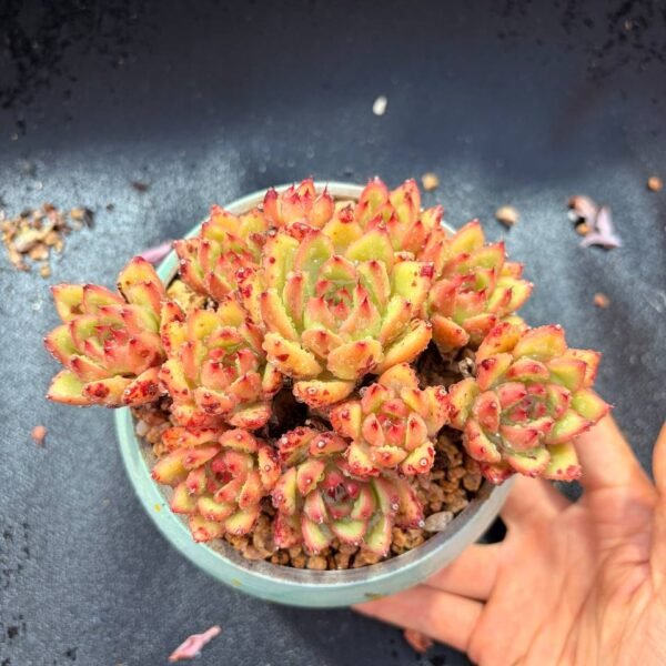 016.Sedum clavatum