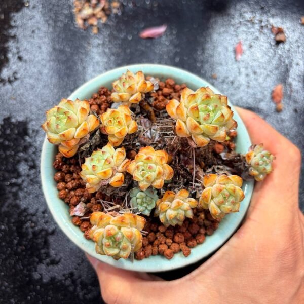 018.Echeveria 'Panda Face'