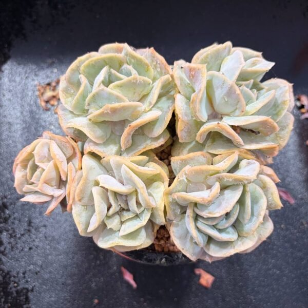 019.Echeveria 'Yun Yao'