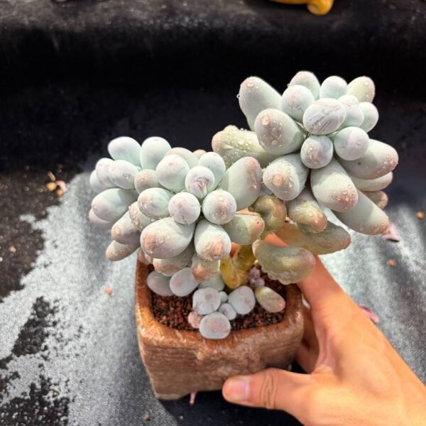 020.Graptopetalum amethystinum