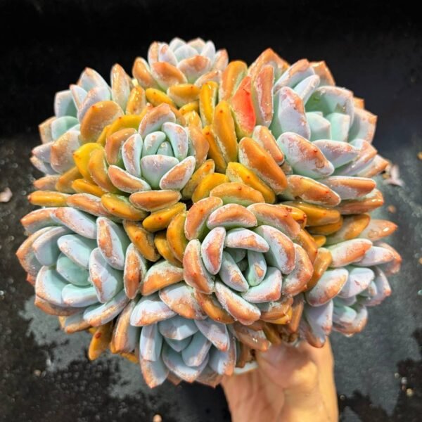 021.Echeveria 'Olivia'