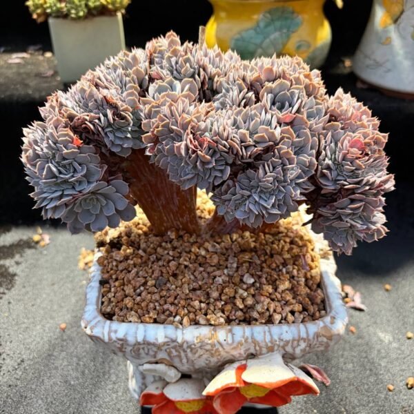 022.Echeveria ‘Tianci’