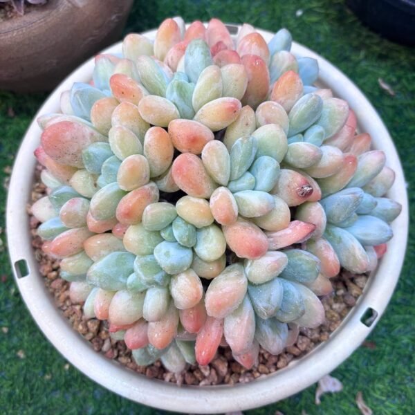 024.Pachyveria 'Elaine Reinelt'