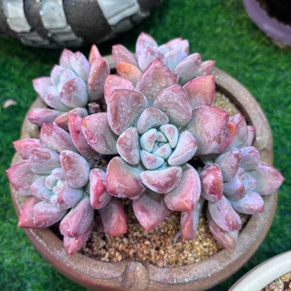 025.Aeonium cv. 'Zhifou'