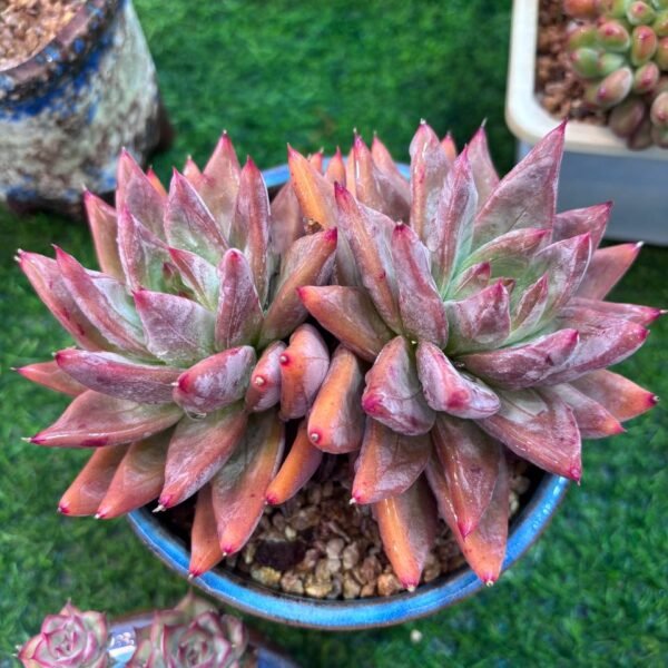 026.Dudleya candida