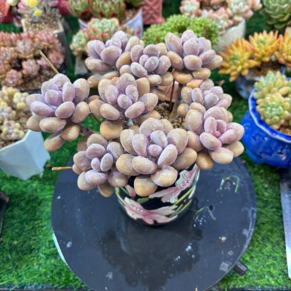 027.Graptopetalum amethystinum