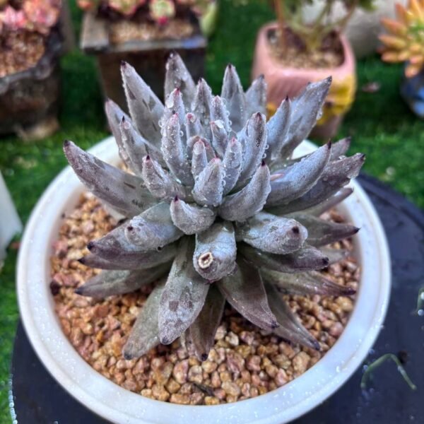 028.Echeveria unguiculata