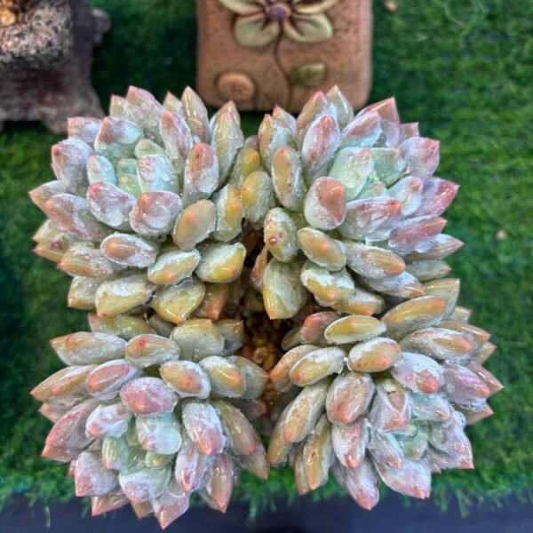 029.Echeveria: ‘Banxia’