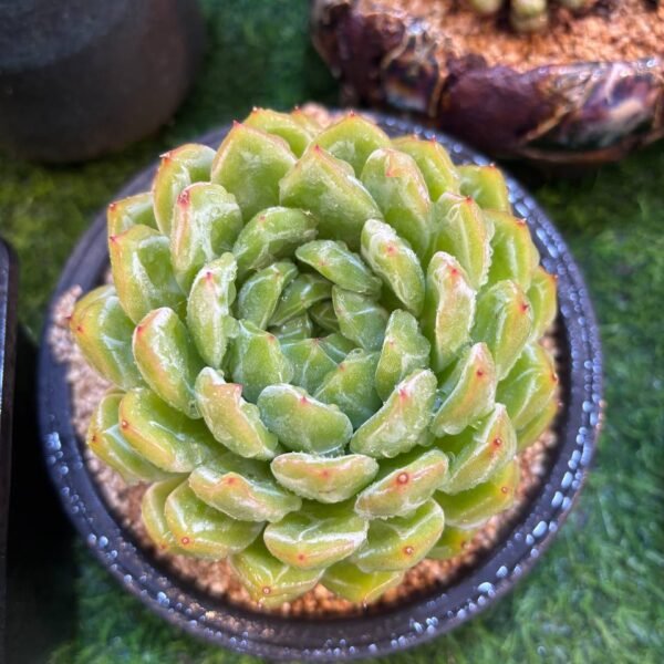 030.Echeveria 'Snow Jenny'