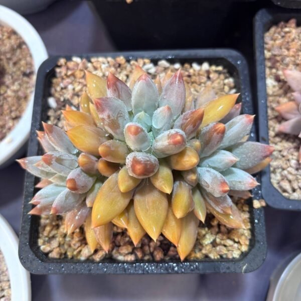 031.Echeveria 'Gothic Lolita'