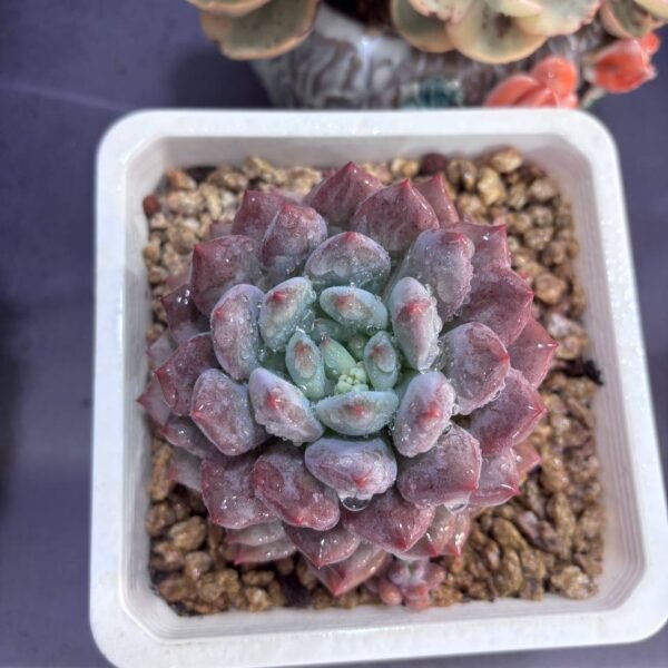 032.Echeveria: ‘Banxia’