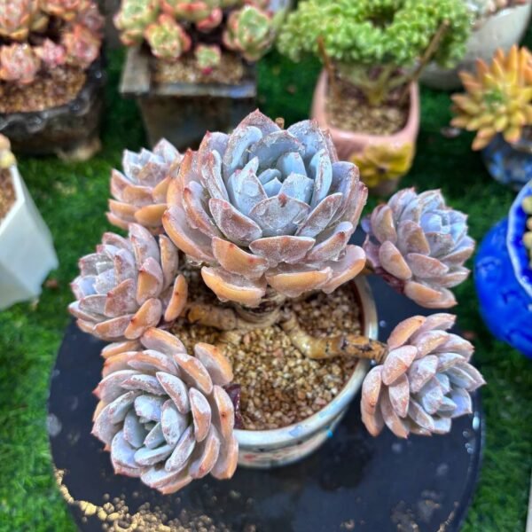 033.Echeveria 'White Tea'