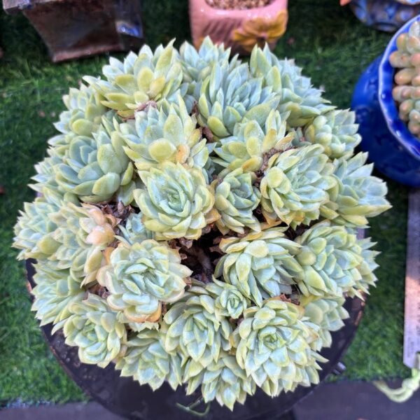 034.Echeveria 'Ice Rose'