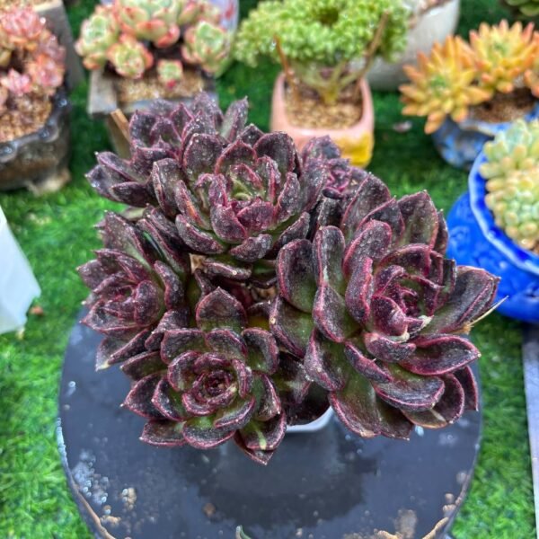 035.Echeveria