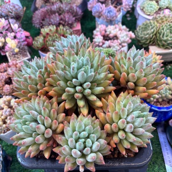 036.Echeveria 'Crystal Ball'