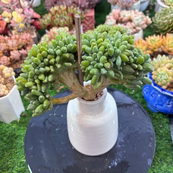 038.Pachyphytum compactum