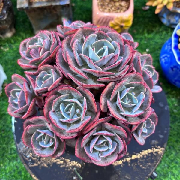 039.Echeveria 'Cassyz