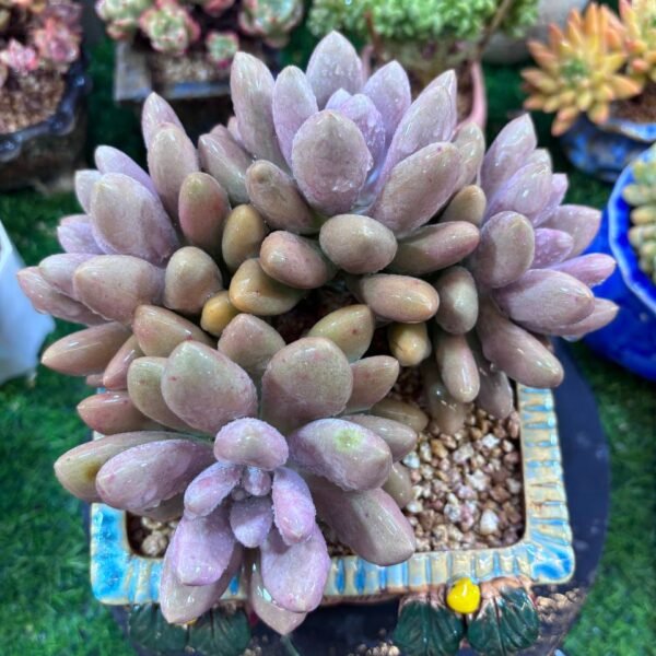 040.Echeveria ‘Original Poppy’