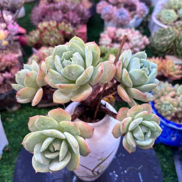 041.Echeveria 'Love Song' f. cristata