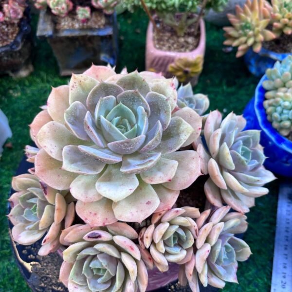 042.Echeveria 'Pink Butterfly